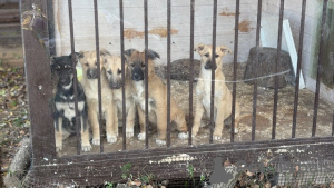 Photos supplémentaires: De merveilleux chiots entre de bonnes mains.