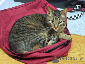 Photo №2 de l'annonce № 163836 de la vente  - acheter à Fédération de Russie annonce privée