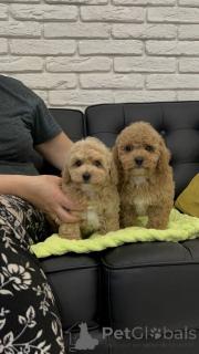 Photo №4. Je vais vendre caniche (jouet) en ville de Helsinki. annonce privée, de l'abri - prix - 500€