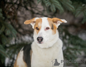 Photo №3. Gerda, une tendre chienne, cherche un foyer.. Fédération de Russie