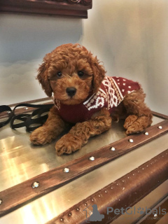 Photo №2 de l'annonce № 132976 de la vente caniche (jouet) - acheter à USA 