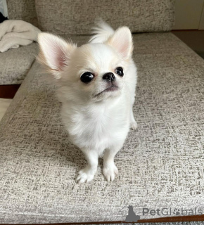 Photo №1. chihuahua - à vendre en ville de Oftringen | négocié | Annonce №143076