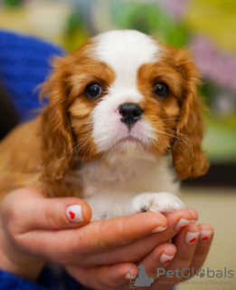 Photo №2 de l'annonce № 95860 de la vente cavalier king charles spaniel - acheter à Allemagne annonce privée