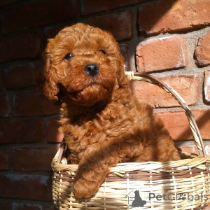 Photo №1. caniche (nain) - à vendre en ville de Bacares | négocié | Annonce №168294