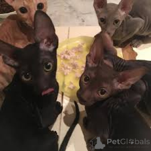 Photo №1. cornish rex - à vendre en ville de Helsinki | 580€ | Annonce № 164060