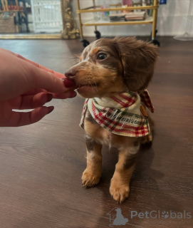 Photo №3. Trajei вољени дом. Monténégro