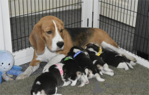 Photo №1. beagle - à vendre en ville de Cölbe | 350€ | Annonce №153455