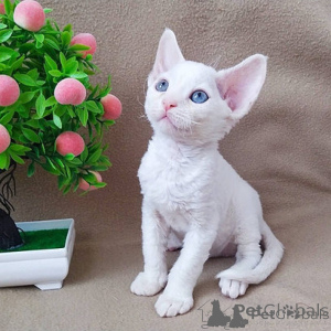Photo №1. devon rex - à vendre en ville de Helsinki | négocié | Annonce № 174656