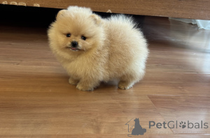 Photo №4. Je vais vendre spitz nain en ville de Saint-Pétersbourg. annonce privée, de la fourrière, éleveur - prix - 593€