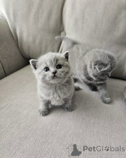 Photo №1. british shorthair - à vendre en ville de Berlin | 550€ | Annonce № 165159