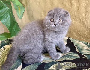 Photo №1. scottish fold - à vendre en ville de Nuremberg | 350€ | Annonce № 126778