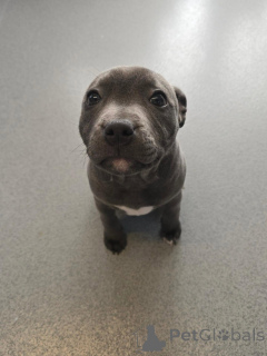 Photo №2 de l'annonce № 177473 de la vente american staffordshire terrier - acheter à France annonce privée