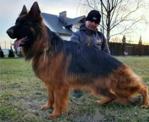 Photos supplémentaires: Chiots berger allemand à poil long