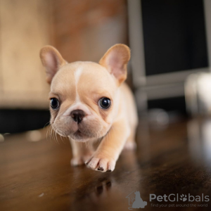 Photo №1. bouledogue - à vendre en ville de Paris | négocié | Annonce №85541