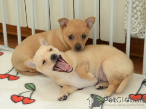 Photo №2 de l'annonce № 131691 de la vente chien de garenne portugais - acheter à Fédération de Russie de la fourrière