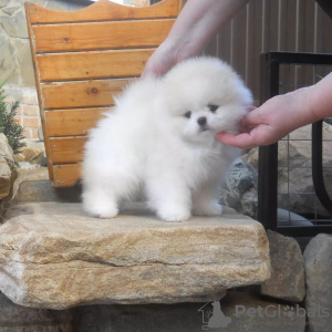 Photos supplémentaires: Spitz de Poméranie !