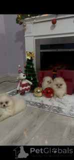 Photo №4. Je vais vendre  en ville de Novi Bečej.  - prix - 500€