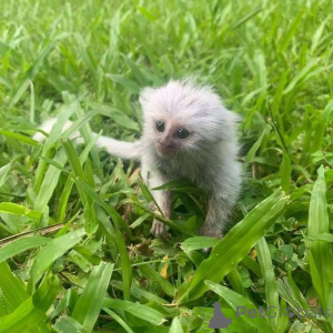 Photo №3. Ce petit bébé a 2 semaines. Nous déménageons dans une nouvelle maison et mes. Fédération de Russie