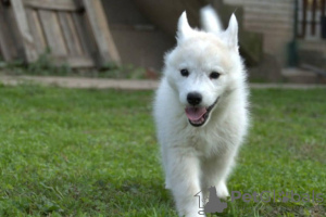 Photo №4. Je vais vendre husky de sibérie en ville de Ниш. éleveur - prix - 300€