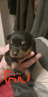 Photo №4. Je vais vendre rottweiler en ville de Tennessee City. éleveur - prix - 1063€