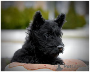 Photo №3. chiot scotch-terrier. Biélorussie