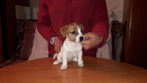 Photo №3. Chiots Jack Russell Terrier. Fédération de Russie