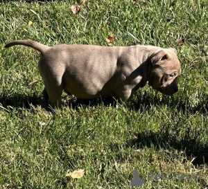 Photo №1. american bully - à vendre en ville de Ville de Londres | 581€ | Annonce №158585