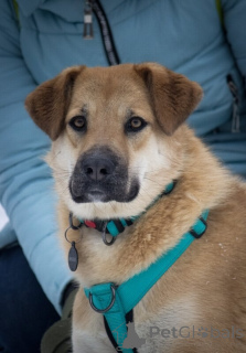 Photo №2 de l'annonce № 138782 de la vente chien bâtard - acheter à Fédération de Russie 