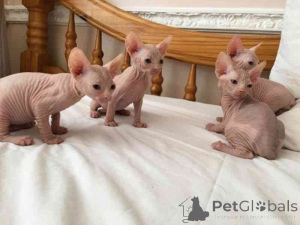 Photo №1. sphynx - à vendre en ville de Nendaz | 350€ | Annonce № 169330
