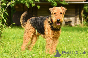 Photo №2 de l'annonce № 168776 de la vente airedale terrier - acheter à Île de man éleveur