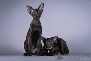 Photo №2 de l'annonce № 51505 de la vente oriental shorthair - acheter à La Lettonie éleveur