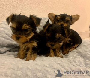 Photo №2 de l'annonce № 71688 de la vente yorkshire terrier - acheter à Australie annonce privée, éleveur