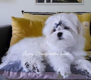 Photo №3. Des frères charmants, des chiots maltais, du sang coréen.. Ukraine