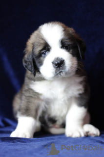 Photo №2 de l'annonce № 133583 de la vente saint-bernard - acheter à Biélorussie éleveur