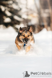 Photo №4. Je vais vendre chien bâtard en ville de Москва. de l'abri - prix - Gratuit