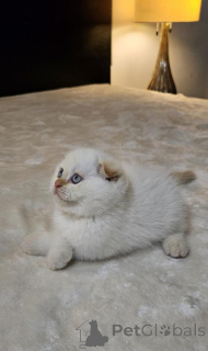 Photo №1. scottish fold - à vendre en ville de Jena | 350€ | Annonce № 173534