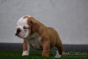 Photo №4. Je vais vendre bulldog anglais en ville de Нови Сад. éleveur - prix - négocié