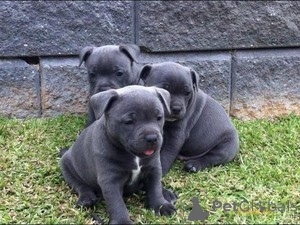 Photo №1. bouledogue américain, bull terrier - à vendre en ville de Лидс | 1200€ | Annonce №140112