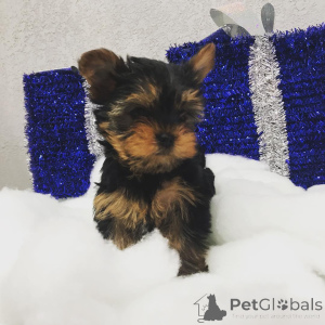 Photo №4. Je vais vendre yorkshire terrier en ville de Fournaise de Pennsylvanie. annonce privée, de la fourrière, de l'abri, éleveur - prix - négocié