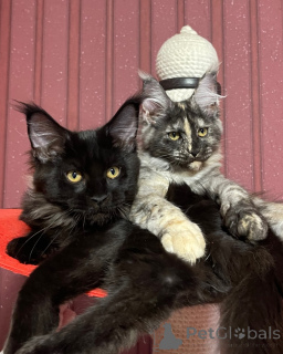 Photo №2 de l'annonce № 160670 de la vente maine coon - acheter à La Grande-Bretagne éleveur