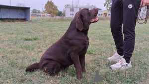 Photo №3. Labrador prêt à s'accoupler. Serbie