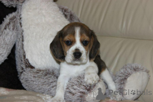 Photo №3. BEAGLE PUPPIES ZKWP FCI After Champions. Pologne