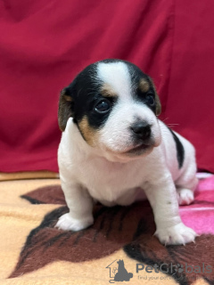 Photo №4. Je vais vendre jack russell terrier en ville de Haifa. annonce privée - prix - négocié