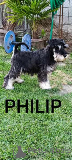Photo №3. Chiots Schnauzer nain. Serbie