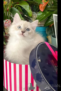 Photo №3. Beau chaton de ragdoll avec tempérament affectueux. Allemagne