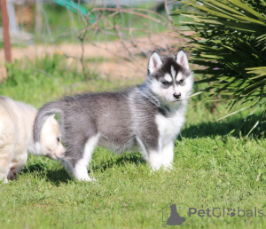 Photo №3. Chiot husky sibérien adorable. La finlande