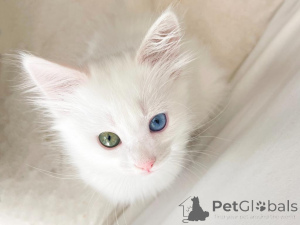 Photo №1. angora turc - à vendre en ville de Dériver | 350€ | Annonce № 178745