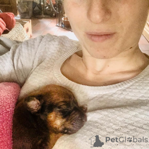 Photo №2 de l'annonce № 142033 de la vente chien de rhodésie à crête dorsale - acheter à Belgique éleveur