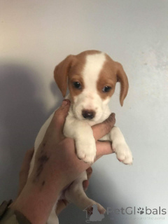 Photo №1. beagle - à vendre en ville de Hannover | 400€ | Annonce №149042