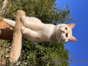 Photo №4. Je vais vendre british shorthair en ville de Gelendzhik. de la fourrière - prix - Gratuit